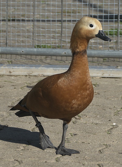 补体系