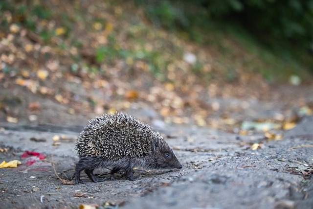 记者:姆巴佩和贝林都希望抽到马竞,首回合主场作战时贝林将停赛.